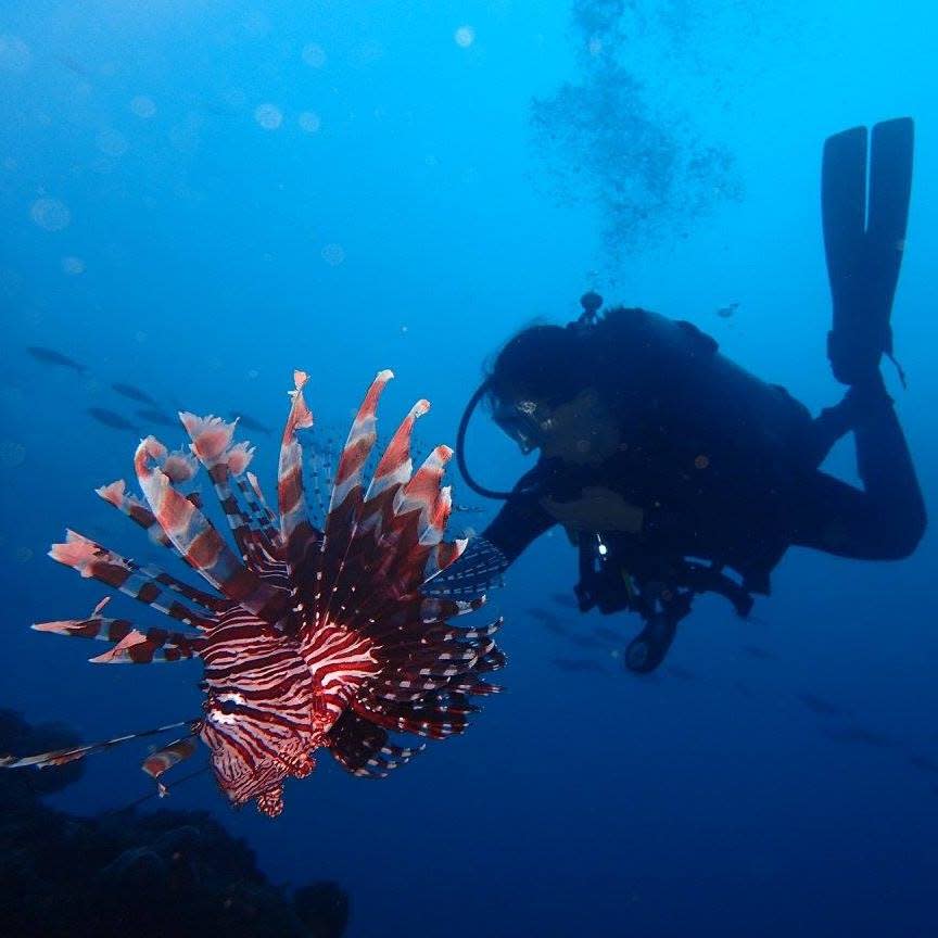 A scuba diver in dark gear swims underwater near a vibrant lionfish with striking orange, white, and black striped fins. The blue ocean provides a contrasting background as the diver, passionate about marine biology, observes the fish closely.